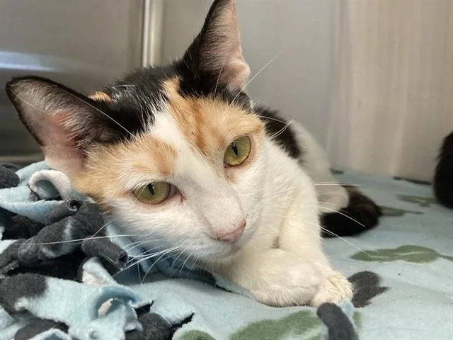 A young small-sized female Domestic Short Hair cat named Barbari for adoption in Tustin, CA