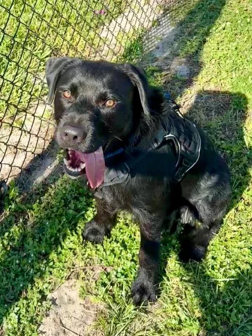 An adult medium-sized male Black Labrador Retriever dog named Willie for adoption in Winter Haven, FL
