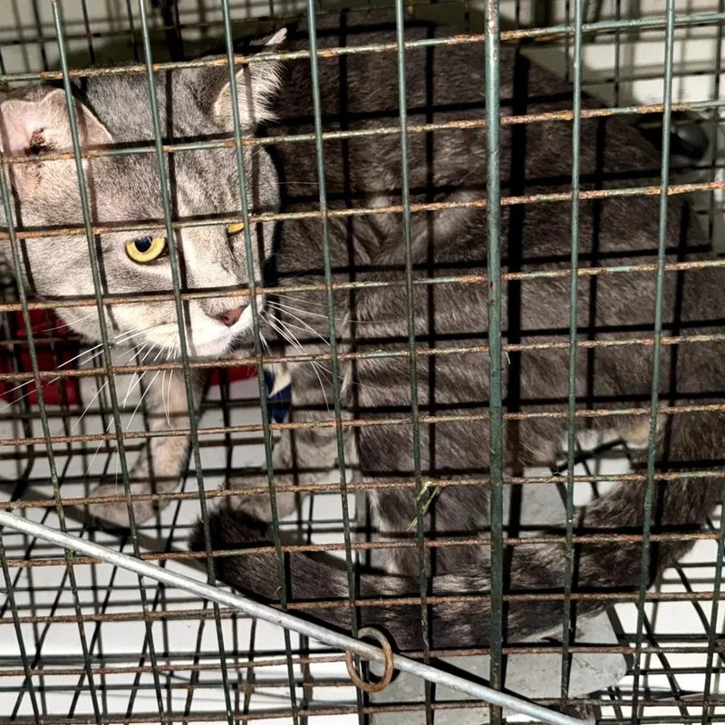 An adult small-sized male Brown / Chocolate Domestic Short Hair cat named Warrior for adoption in Ringtown, PA