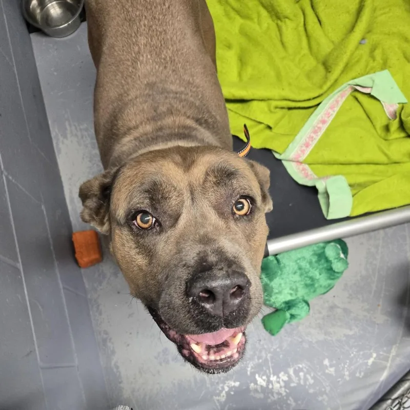 An adult large-sized female Yellow / Tan / Blond / Fawn Cane Corso dog named Frankie for adoption in Tawas City, MI