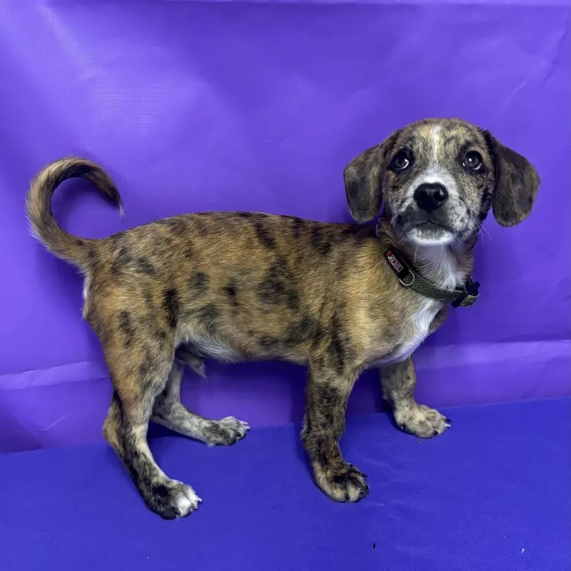 A baby medium-sized male Brown / Chocolate Bluetick Coonhound dog named Tanker for adoption in North Myrtle Beach, SC