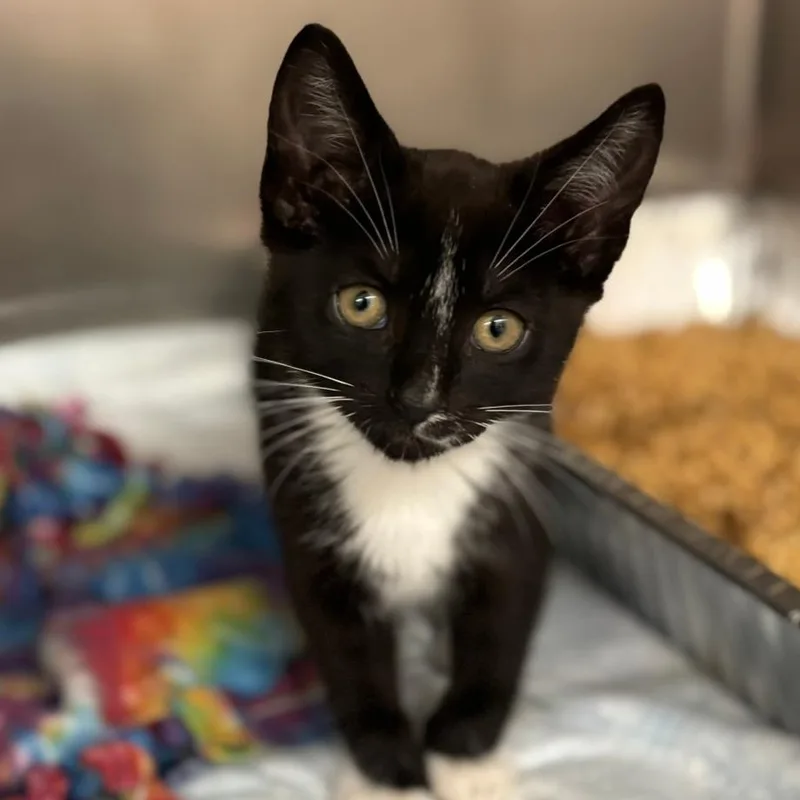A baby small-sized female Black Domestic Short Hair cat named Lupita for adoption in West Palm Beach, FL