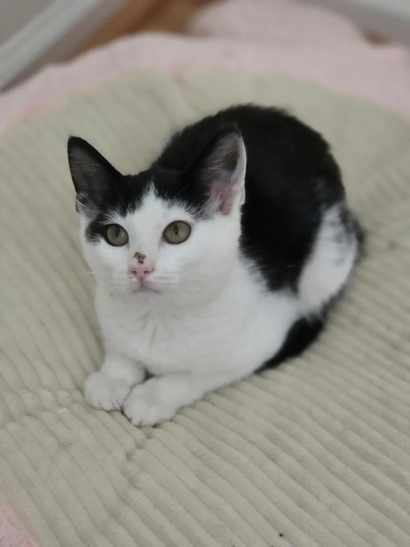 A baby medium-sized female Black & White / Tuxedo Domestic Short Hair cat named Olive K for adoption in Trenton, NJ