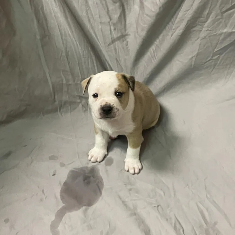 A baby small-sized male Cattle Dog dog named Coffee Jelly for adoption in Austin, TX