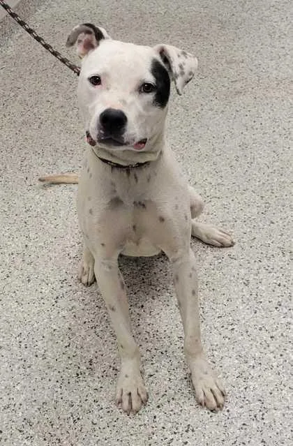 A young large-sized female White / Cream Pit Bull Terrier dog named Betty Boop for adoption in Kansas City, MO