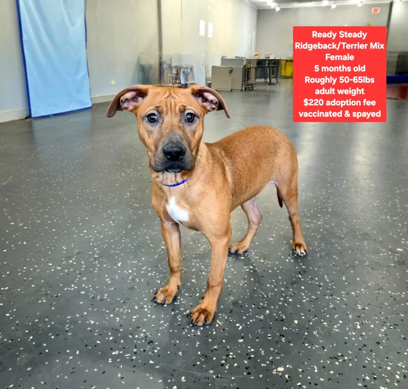 A baby large-sized female Rhodesian Ridgeback dog named Ready Steady for adoption in Oviedo, FL