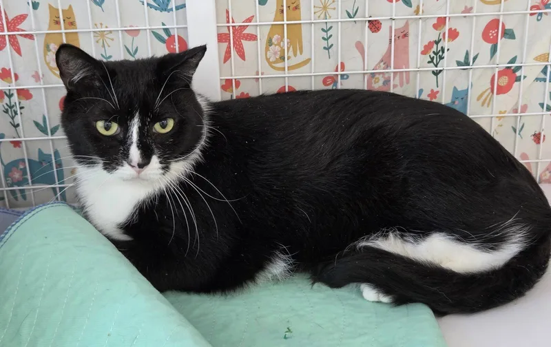 A young medium-sized male Black & White / Tuxedo Domestic Short Hair cat named Mister K for adoption in Satellite Beach, FL