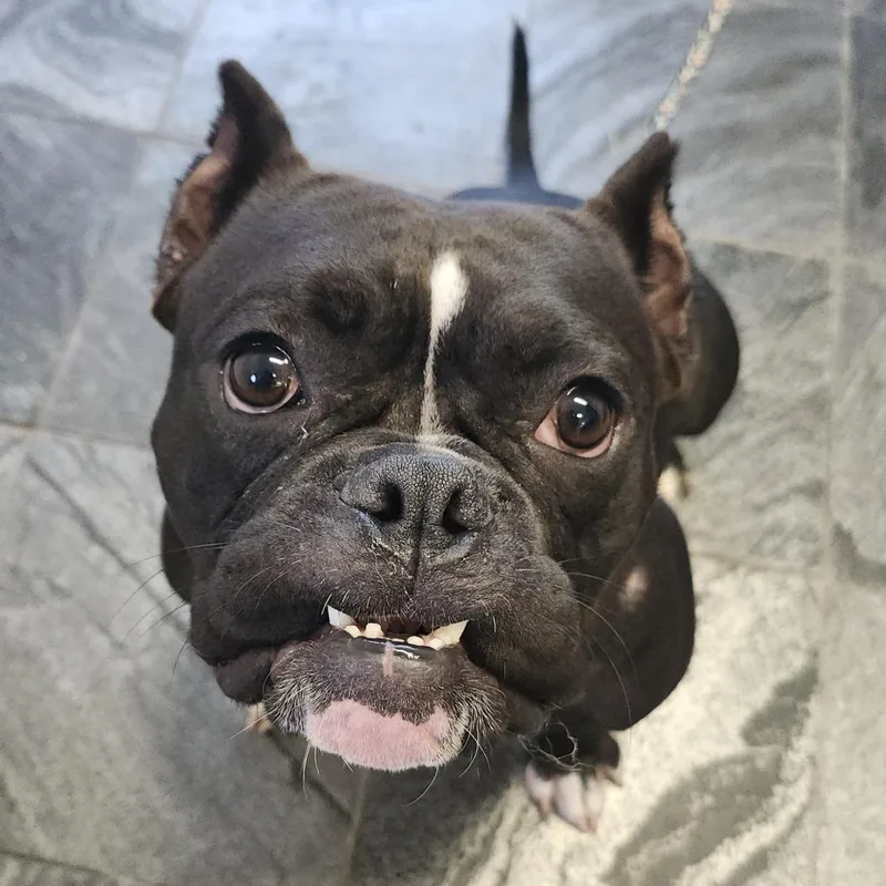 An adult medium-sized female Black English Bulldog dog named Roxi for adoption in Clearwater, FL