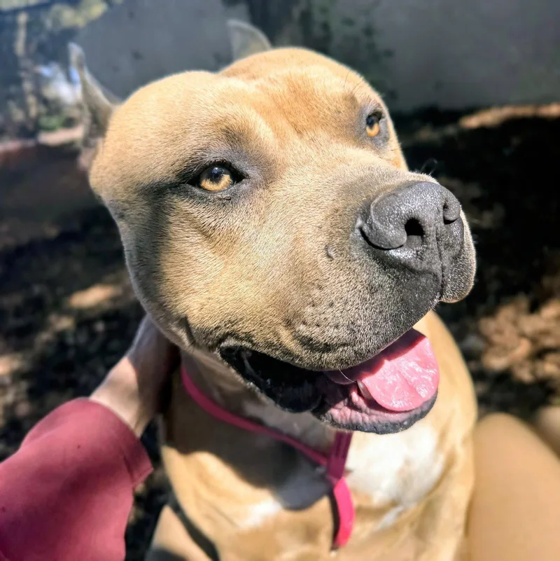 A young large-sized male Mixed Breed dog named Rye for adoption in Oakland, CA