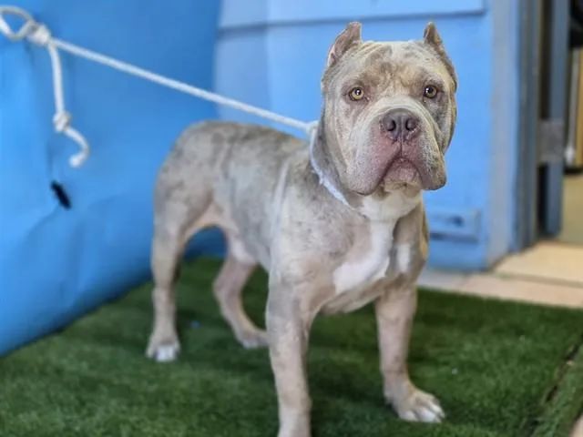 An adult large-sized male Pit Bull Terrier dog named A for adoption in Gardena, CA