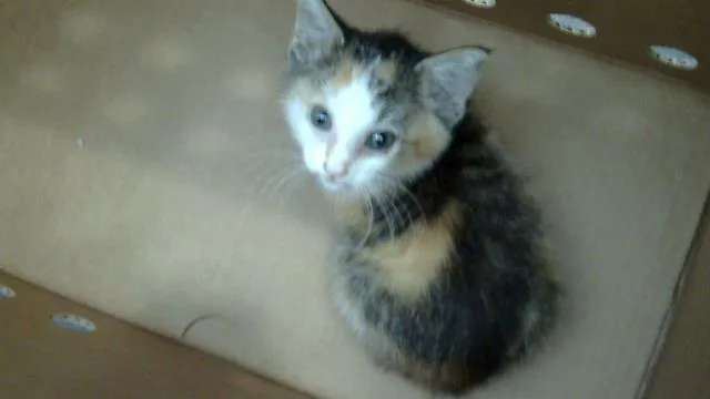 A baby medium-sized female Domestic Medium Hair cat named Jade for adoption in Dallas, TX