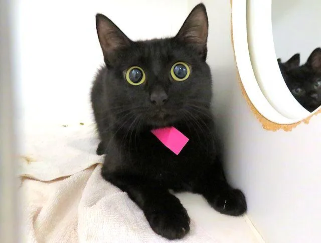 A young medium-sized female Domestic Short Hair cat named Mama for adoption in Oklahoma City, OK