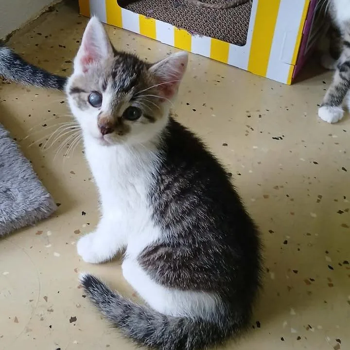 A baby small-sized male White Domestic Short Hair cat named Ray for adoption in Shinnston, WV