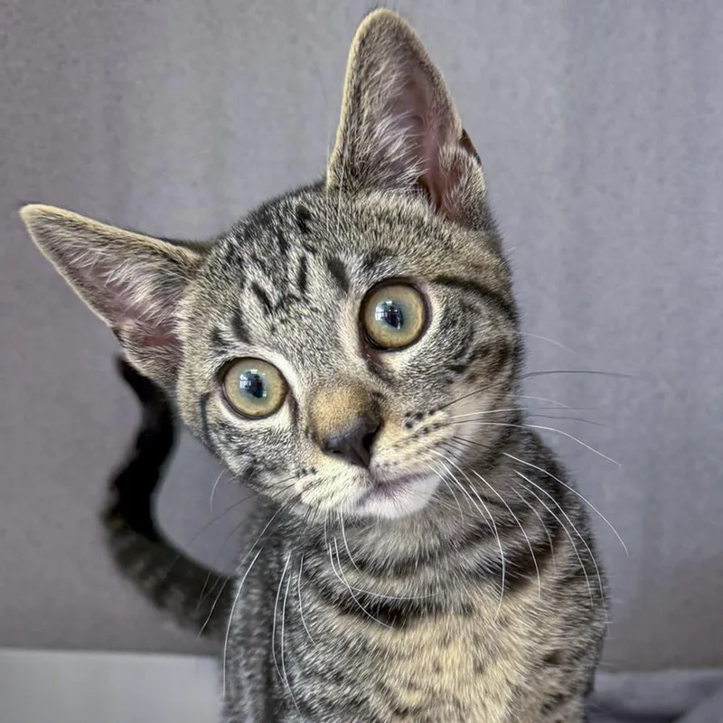 A baby medium-sized male Tabby (Brown / Chocolate) Domestic Short Hair cat named Private for adoption in Stamford, CT
