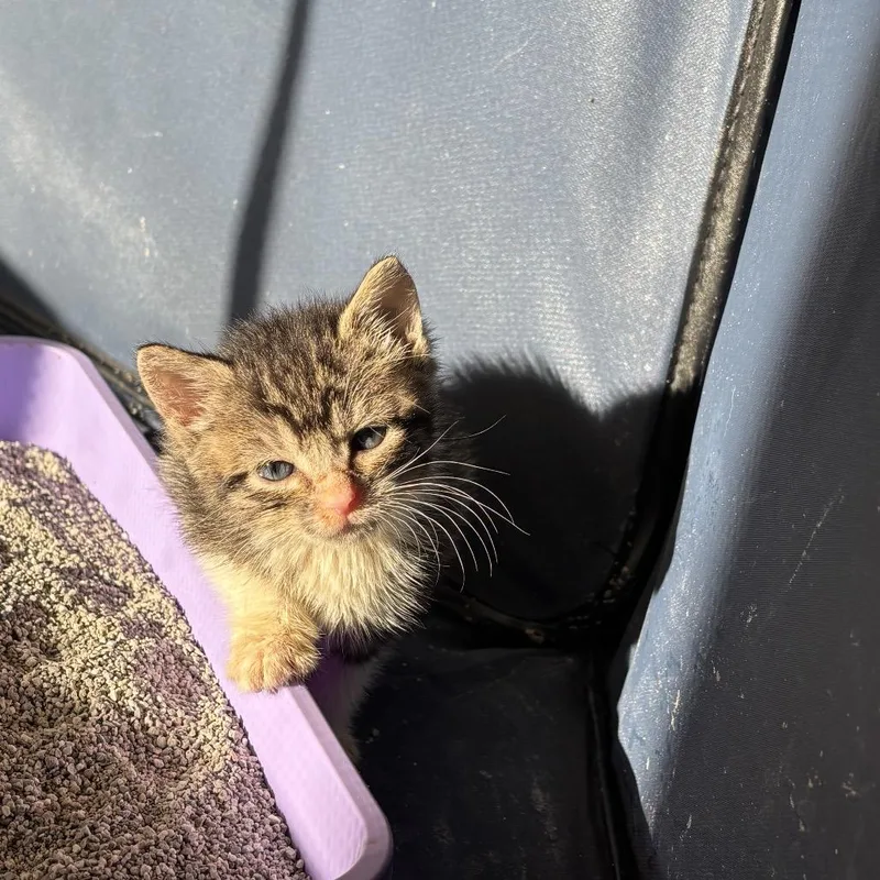 A baby small-sized female Gray / Blue / Silver Domestic Short Hair cat named Quessy for adoption in Middle Village, NY