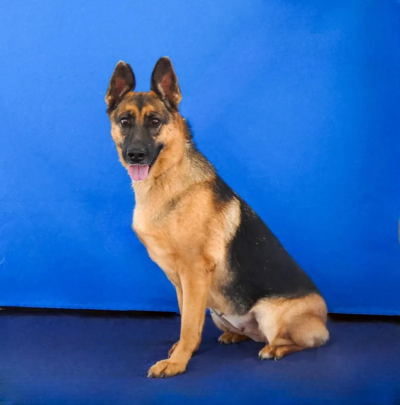 An adult medium-sized female German Shepherd Dog named Lucy for adoption in Pasadena, CA