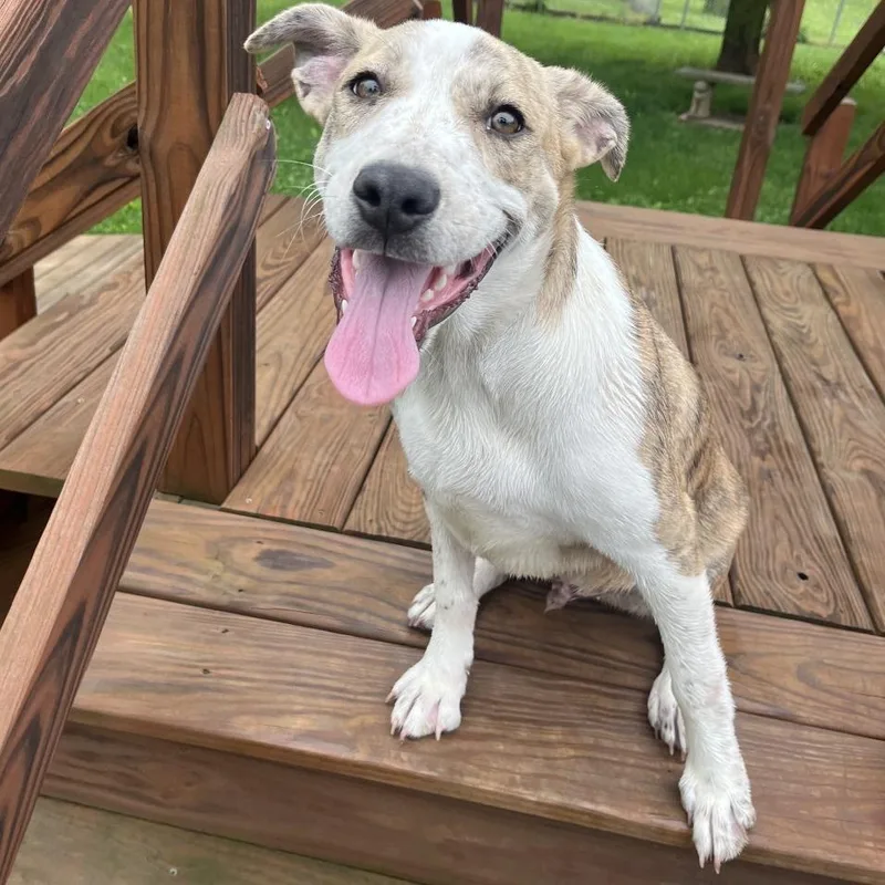 A young large-sized male White / Cream American Staffordshire Terrier dog named Zeke for adoption in Kansas City, KS