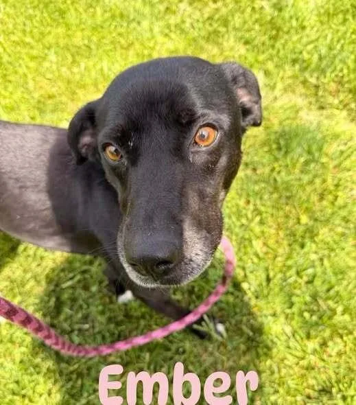 An adult small-sized female Tricolor (Brown, Black, & White) Labrador Retriever dog named Ember for adoption in Hillsboro, OH