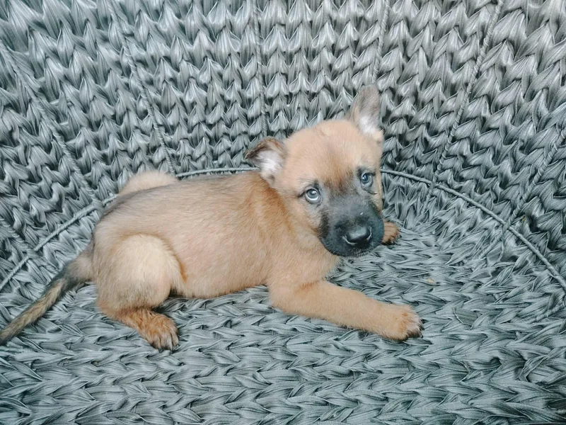 A baby large-sized female Brown / Chocolate Belgian Shepherd / Malinois dog named Xena for adoption in Northlake, IL