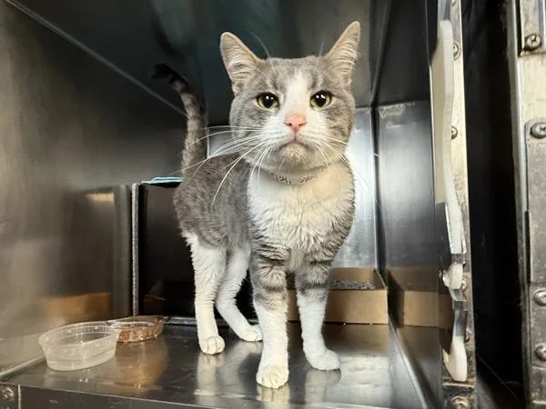An adult medium-sized male Domestic Short Hair cat named Olley for adoption in New York, NY