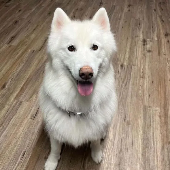 An adult medium-sized male White / Cream Husky dog named Chanto for adoption in Westland, MI