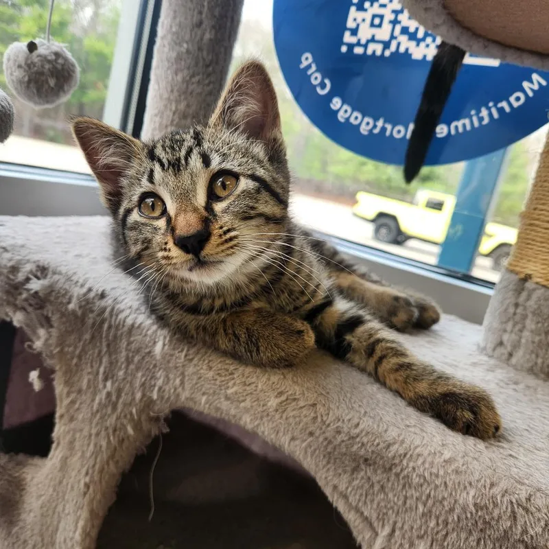 A baby small-sized female Black Domestic Short Hair cat named Strawberry for adoption in Brockton, MA