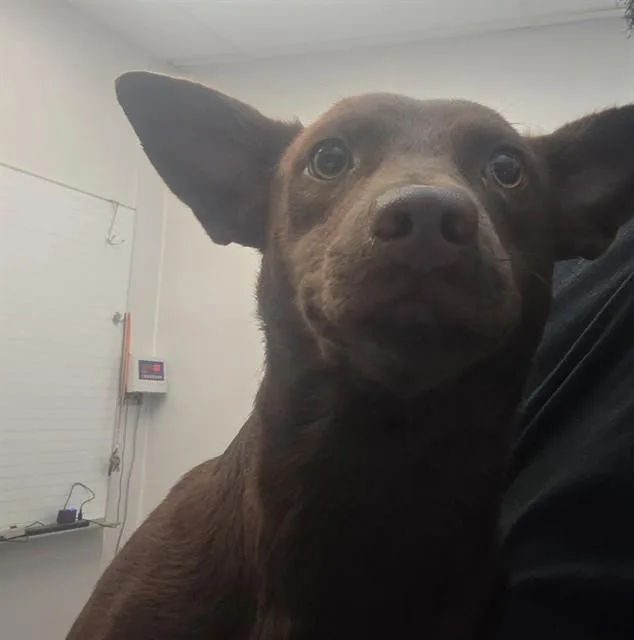 A young small-sized female Dachshund dog named Cindy for adoption in Tucson, AZ