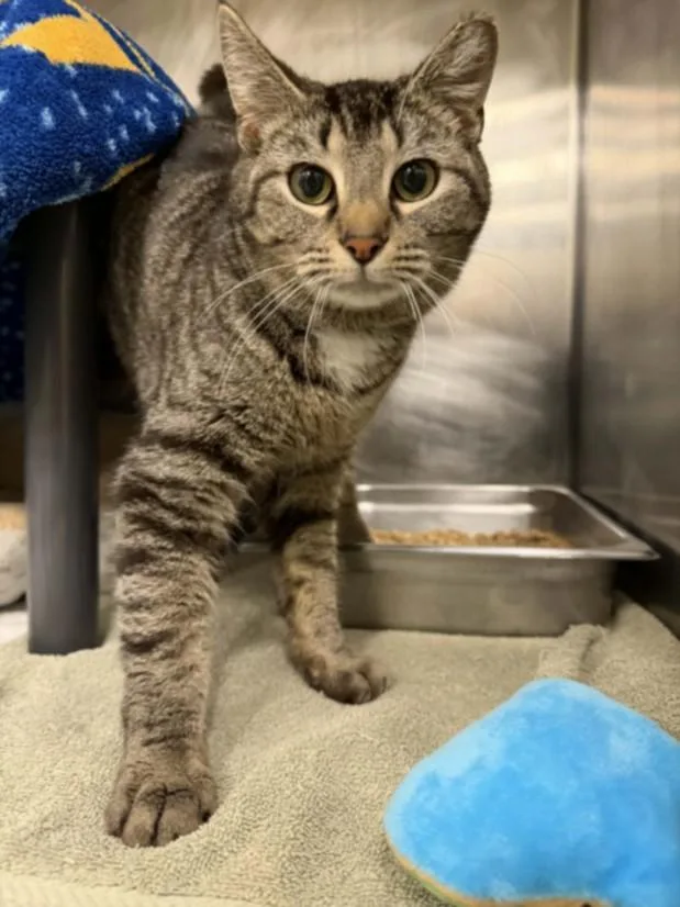 An adult medium-sized female Domestic Short Hair cat named Mayfleet for adoption in Hagerstown, MD