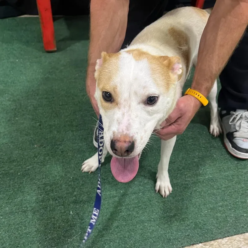 An adult medium-sized female Brown / Chocolate Mixed Breed dog named FWT Gemini for adoption in Midland, TX