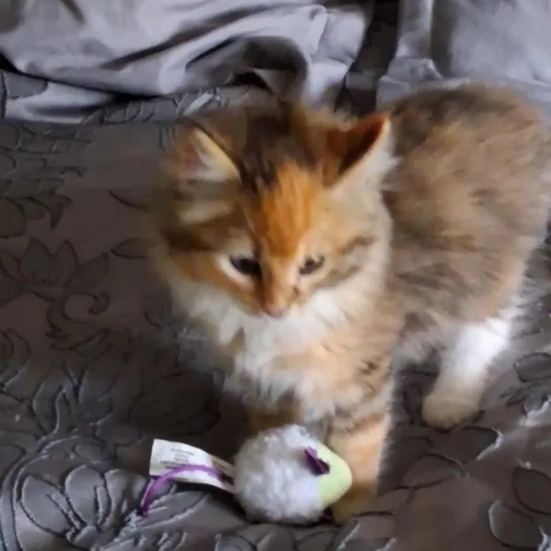 A baby small-sized female Buff / Tan / Fawn Domestic Long Hair cat named Mickey D for adoption in Cartersville, GA