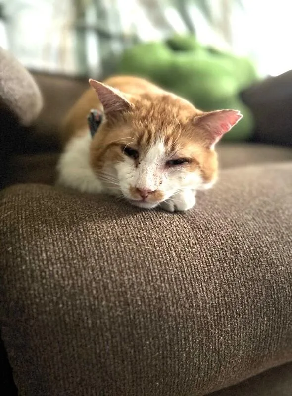 An adult medium-sized male Orange / Red Domestic Short Hair cat named Finnegan for adoption in North Babylon, NY