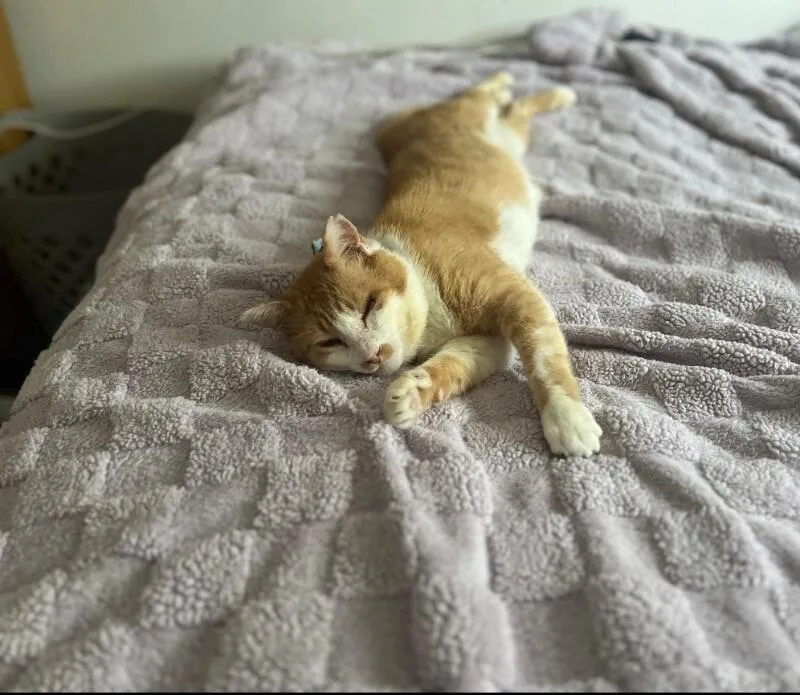 Finnegan thumbnail 4