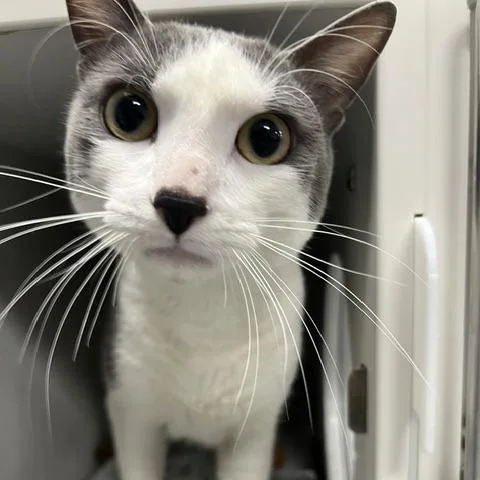 A young medium-sized male Gray / Blue / Silver Domestic Short Hair cat named Hambone for adoption in Chaska, MN