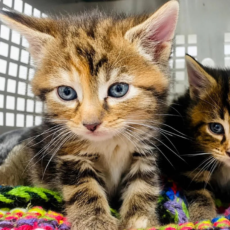 A baby small-sized female Torbie Domestic Short Hair cat named Lilly for adoption in Mount Vernon, IN