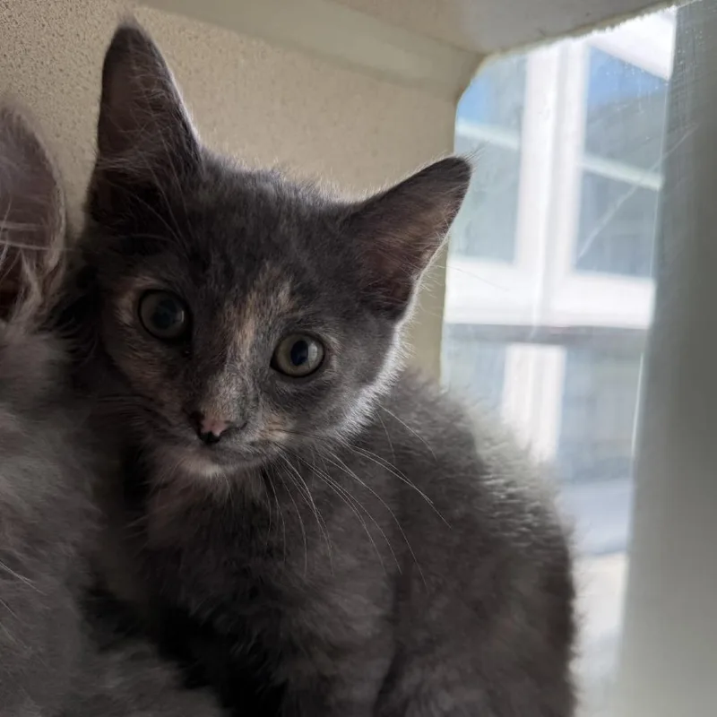 Miss Steal Your Seat