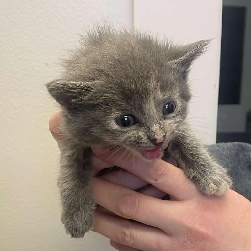 Miss Steal Your Seat thumbnail 2