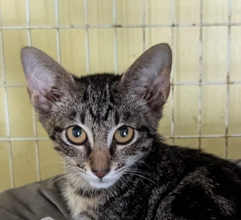 A young small-sized female Domestic Short Hair cat named Sassafrass for adoption in St. Augustine, FL