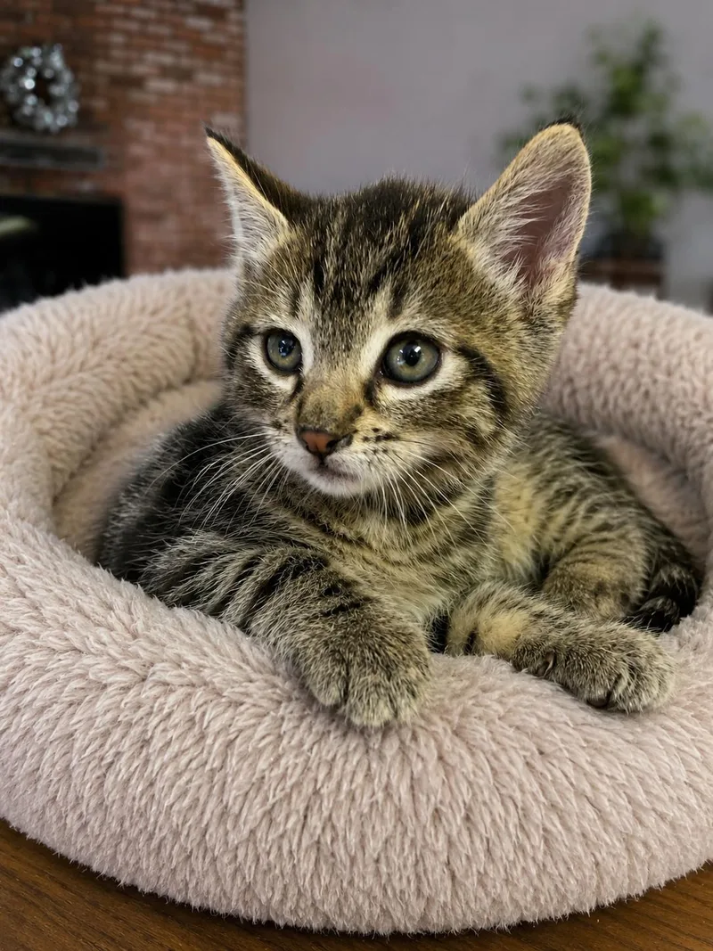 A baby small-sized female Domestic Short Hair cat named Purrito for adoption in Rio Linda, CA