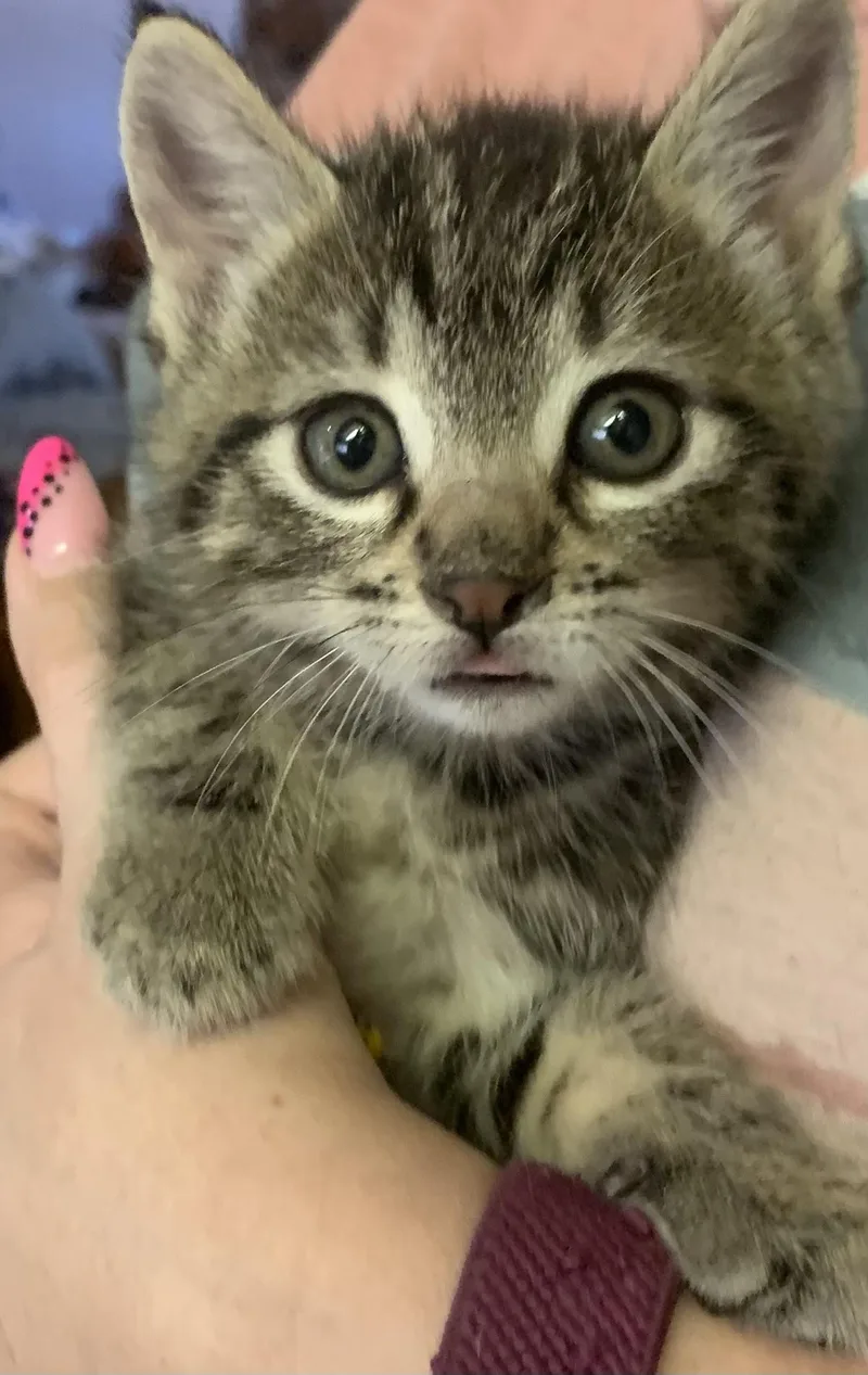 Purrito thumbnail 2