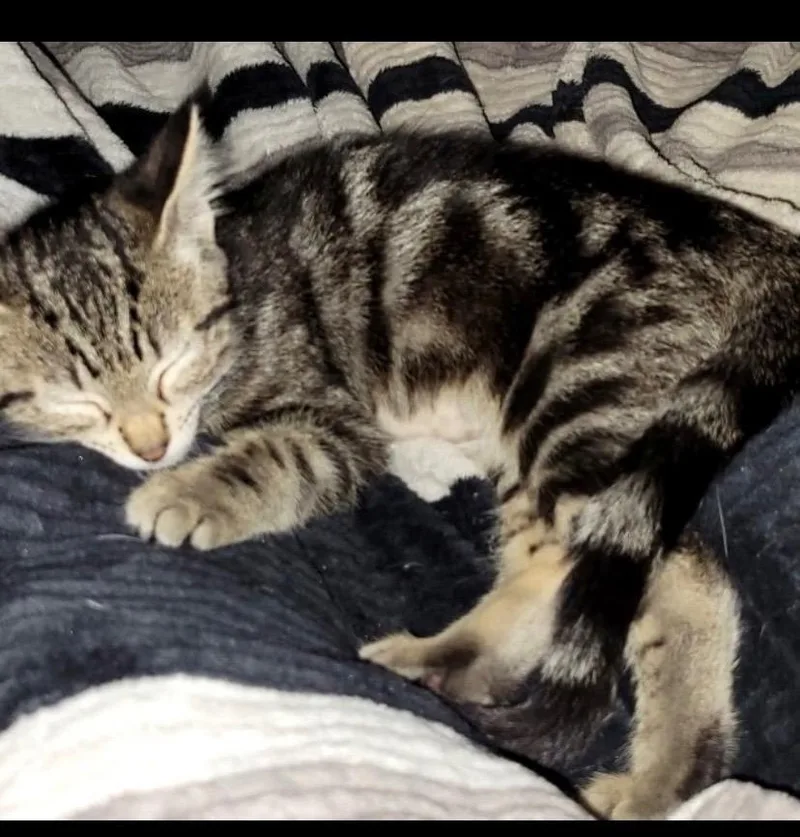 Purrito thumbnail 3