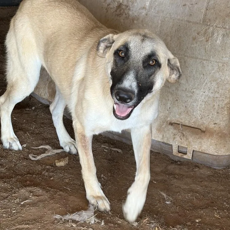 A young medium-sized female Anatolian Shepherd dog named Zizi for adoption in Paradise, TX