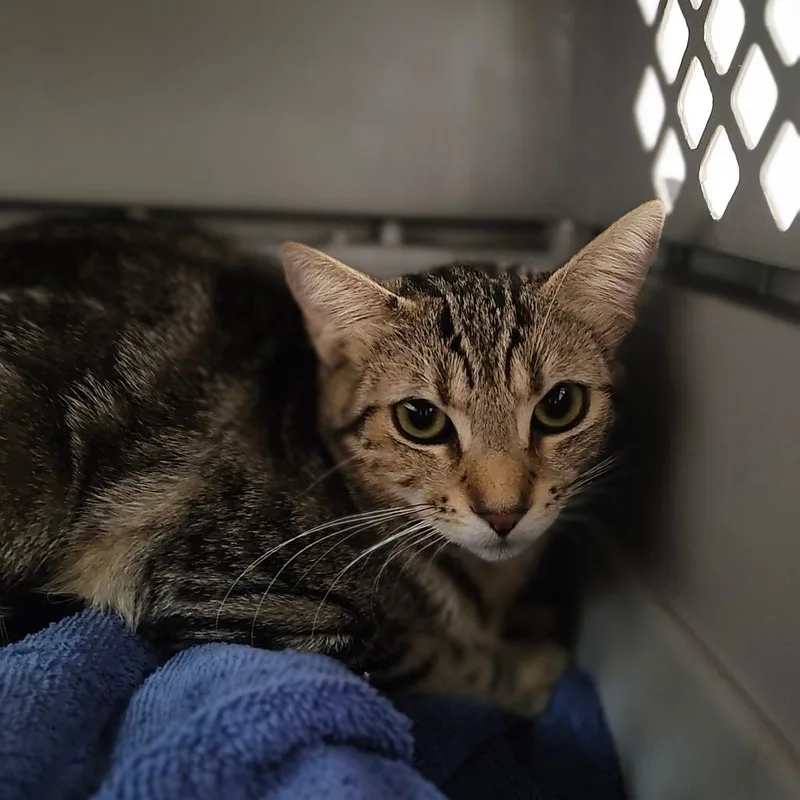 A young medium-sized female Brown / Chocolate Domestic Short Hair cat named Buffy for adoption in St. Helena, CA