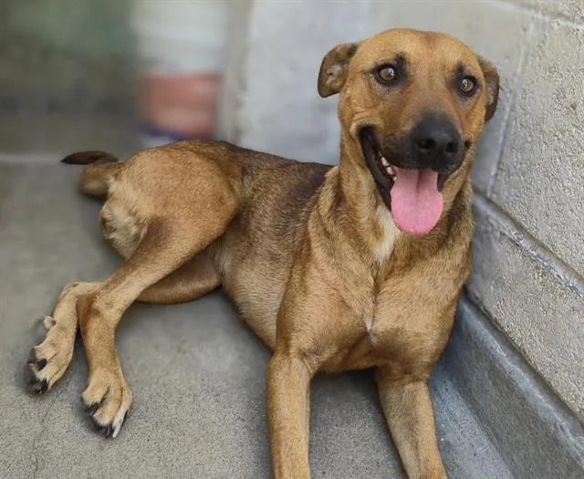 A young medium-sized female German Shepherd Dog dog named Mazzy for adoption in Albuquerque, NM