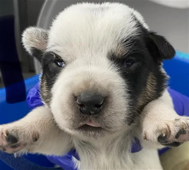 A baby medium-sized male Mixed Breed dog named Azle for adoption in Dallas, TX