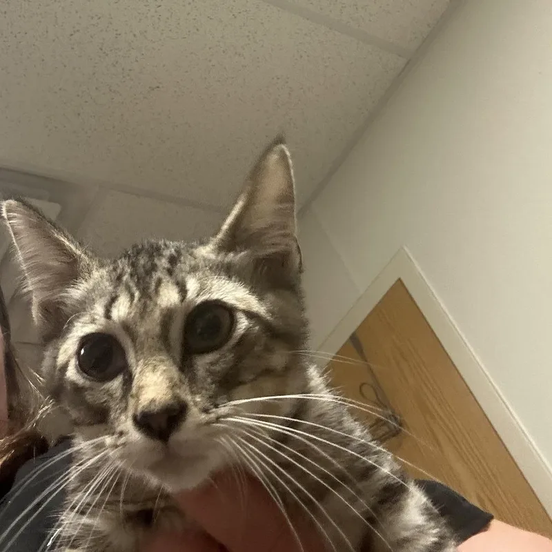A baby small-sized male Brown / Chocolate Domestic Short Hair cat named Ford for adoption in Ottawa, KS