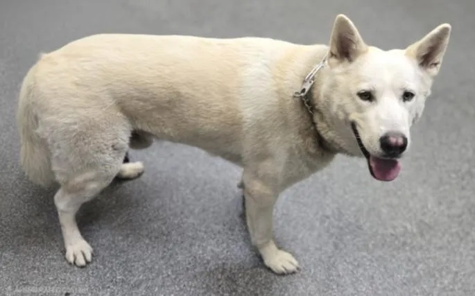 An adult large-sized male Siberian Husky dog named Bronson for adoption in Los Angeles, CA