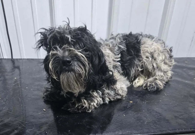 A baby small-sized female Tricolor (Brown, Black, & White) Shih Tzu dog named Chrissy for adoption in Waverly, OH