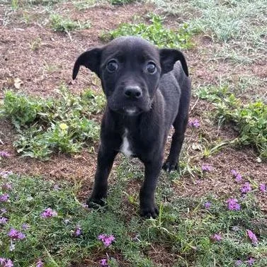A baby small-sized female Black Pit Bull Terrier dog named Carnation for adoption in Buffalo, MN