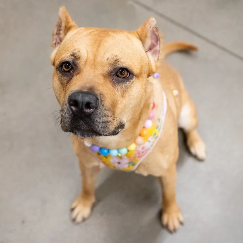 An adult large-sized female Presa Canario dog named Xena for adoption in Farmington, MN