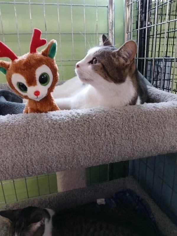 Kaa Fee Sponsored By thumbnail 3